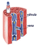 Valvulas cardiacas definicion anormales